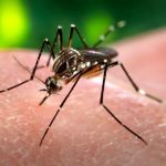 Brasil empleará Twitter para detectar los brotes de dengue