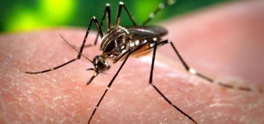 Brasil empleará Twitter para detectar los brotes de dengue