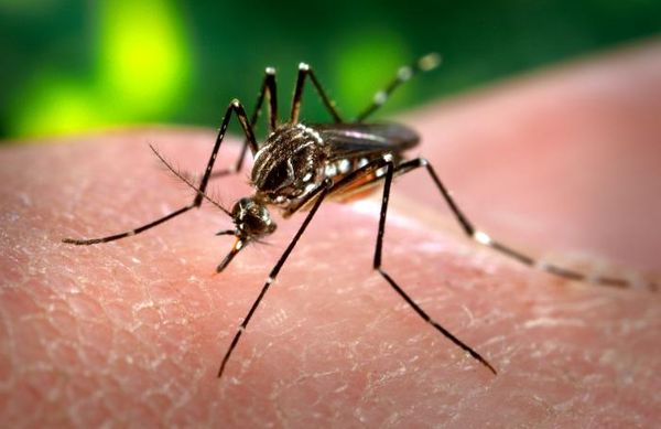 Brasil empleará Twitter para detectar los brotes de dengue