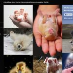 Cutest Paw, una enorme galería con entrañables fotografías de animales