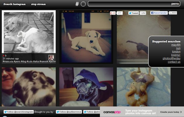 Search Instagram, potente buscador de imágenes en Instagram con stream en movimiento