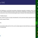 Ya disponible el diccionario de la RAE como una app para Windows 8