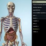 Anatronica, aplicación Chrome para el estudio en 3D de anatomía humana