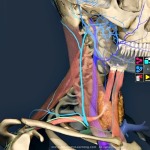 3D Anatomy Learning: app Chrome para conocer la anatomía humana