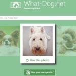 What is your dog: Microsoft lanza webapp que reconoce razas de perros