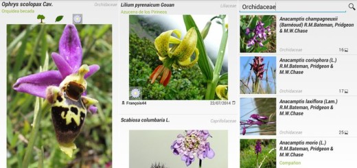 PlantNet: crean app que reconoce plantas (Android, iOS)