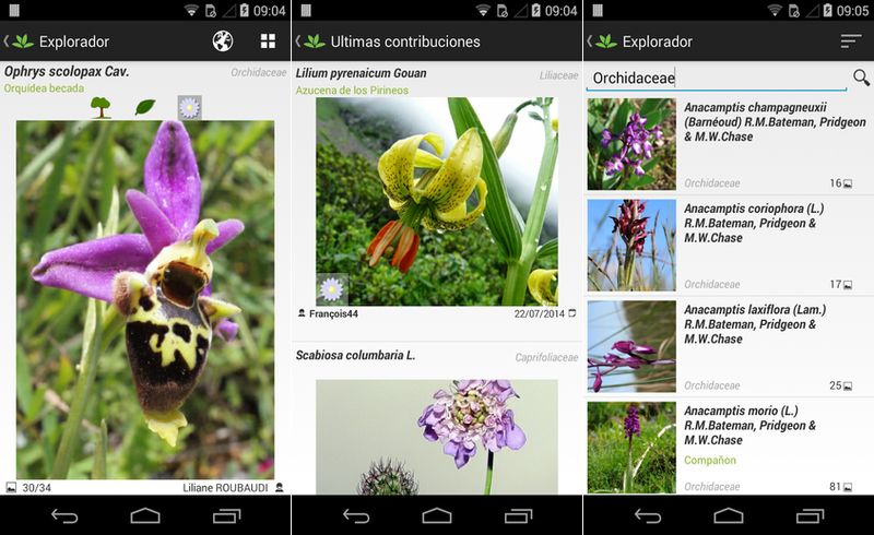 PlantNet: crean app que reconoce plantas (Android, iOS)
