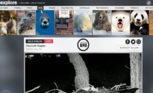 Cámaras en vivo de Animales