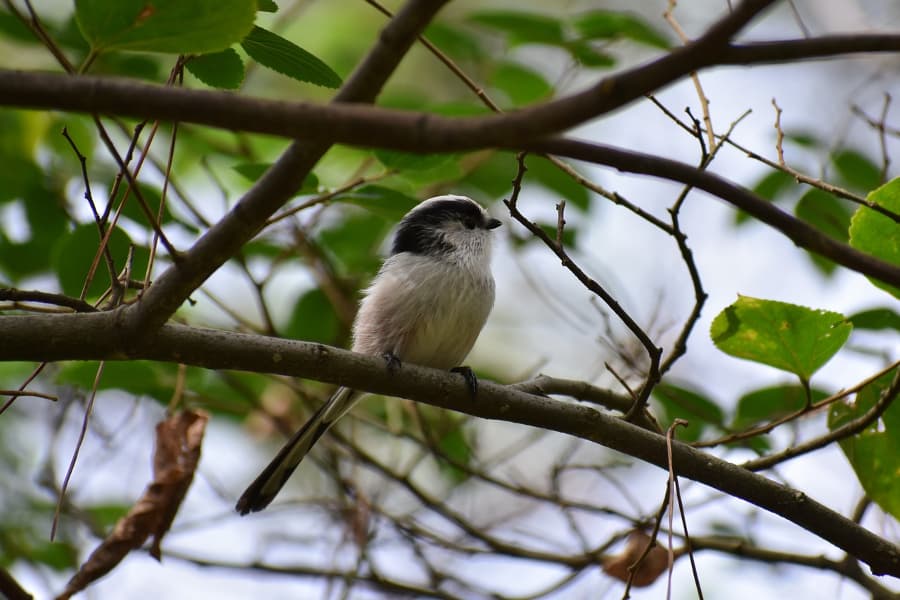 Reconocer animales y plantas online