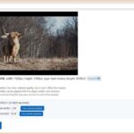 Cortador de vídeos online y gratuito